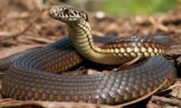 Snake control icon
